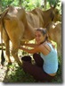 milking-a-cow